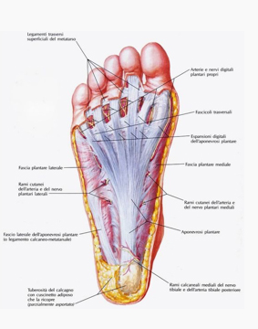 Centro Fisioterapico Aurelio fascite plantare